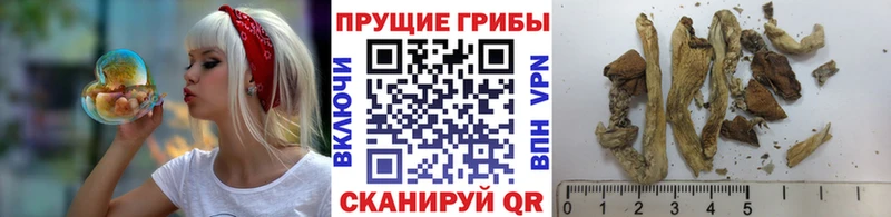 Купить  Богданович  Псилоцибиновые грибы ЛСД 